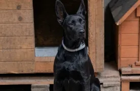 pieski